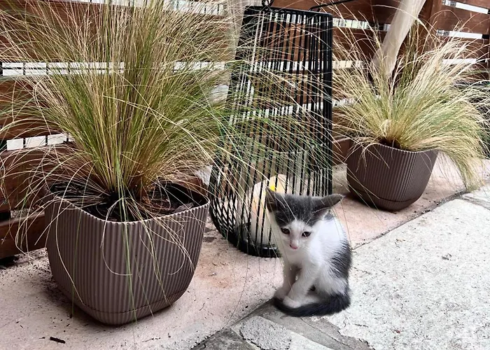 ραστώνη Casa de Férias Tolón